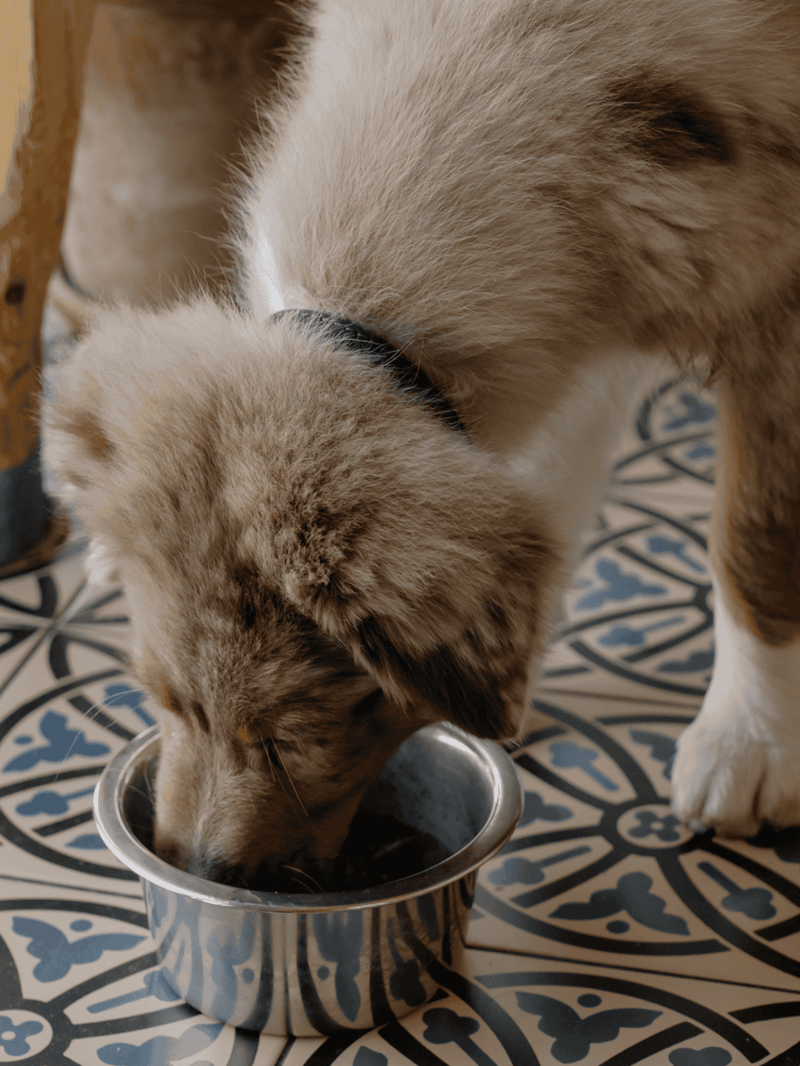 Adorable dog enjoying meal from stainless steel bowl.