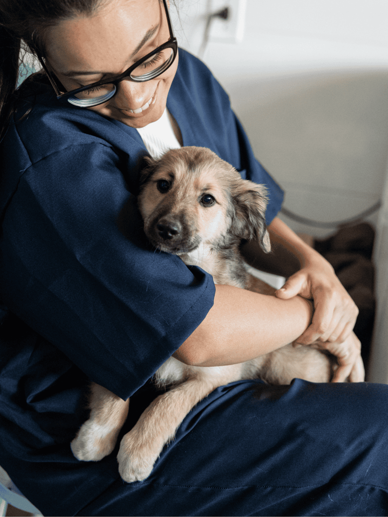 Adorable puppy being held by veterinarian for pet health check.