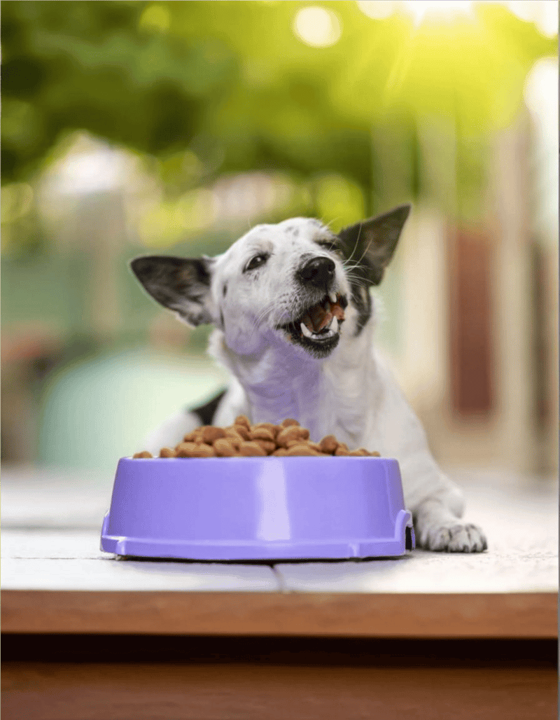 Happy dog with a purple food bowl and kibble in a lush outdoor setting.