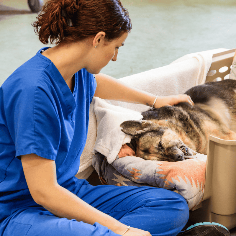 Veterinarian tending to a sleeping dog in a professional pet clinic setting.