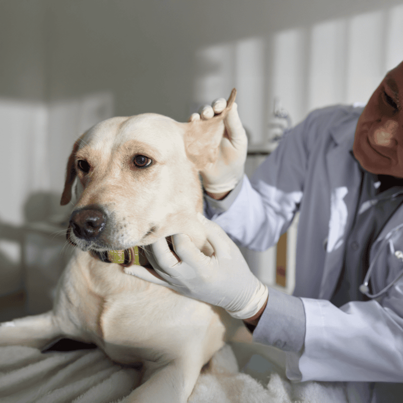 Dog health checkup by veterinarian, veterinarian inspecting dog ear and health, veterinary clinic service, pet medical care, animal wellness.