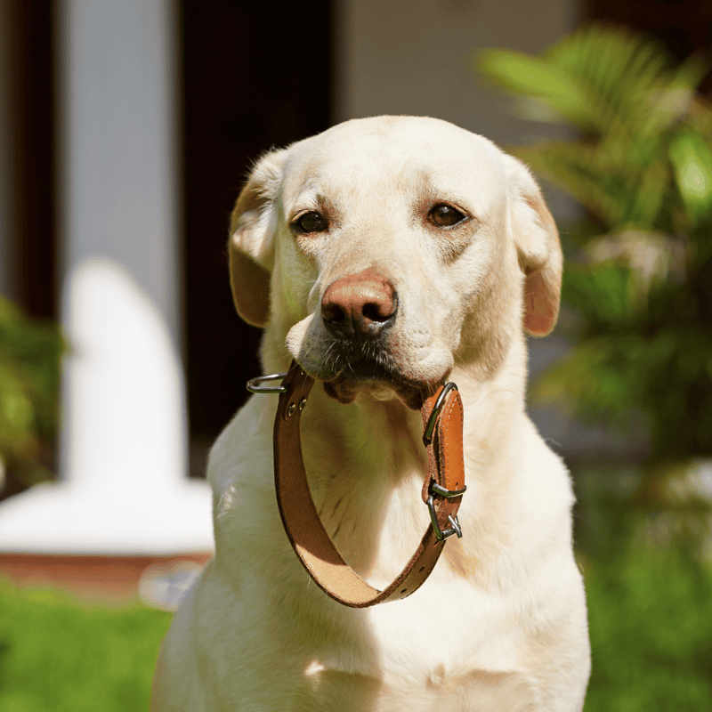 Friendly Labrador Retriever with collar, enjoying outdoor sunlight.