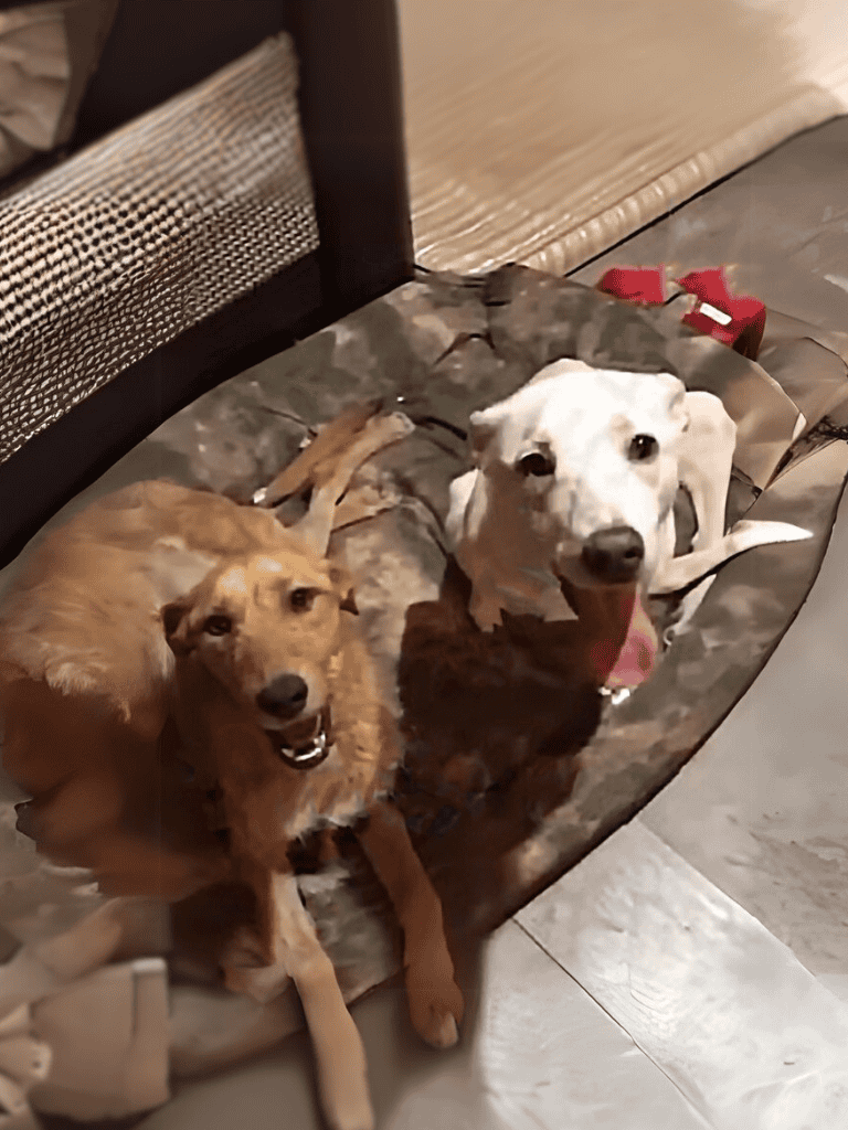 Dogs resting on a soft dog bed indoors.