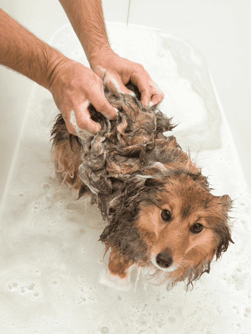 Dog being bathed with soap at grooming salon, professional pet care.