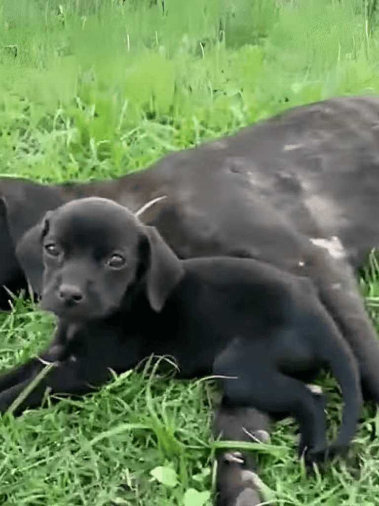 Adorable black puppy lying on green grass outdoors.