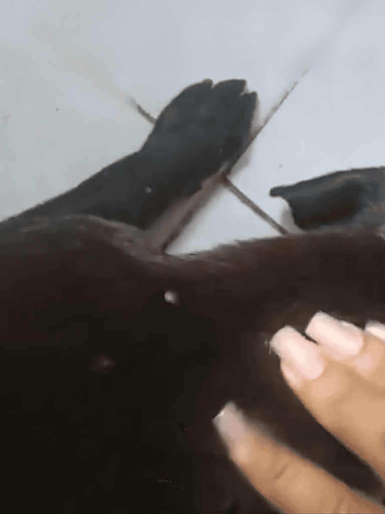 Close-up of a dog's paw being trimmed with nail clippers on a tiled floor.