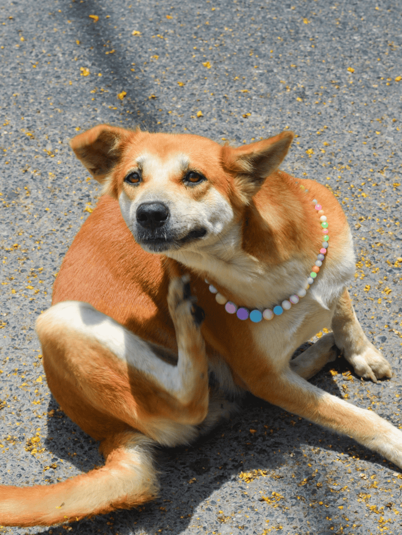 Dog sitting on textured pavement with playful expression and colorful bead necklace for pet fashion.