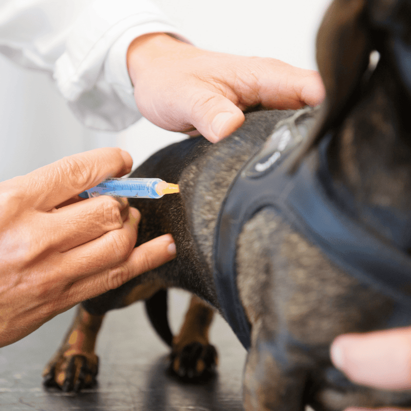 Dog receiving veterinarian vaccine injection for health protection.