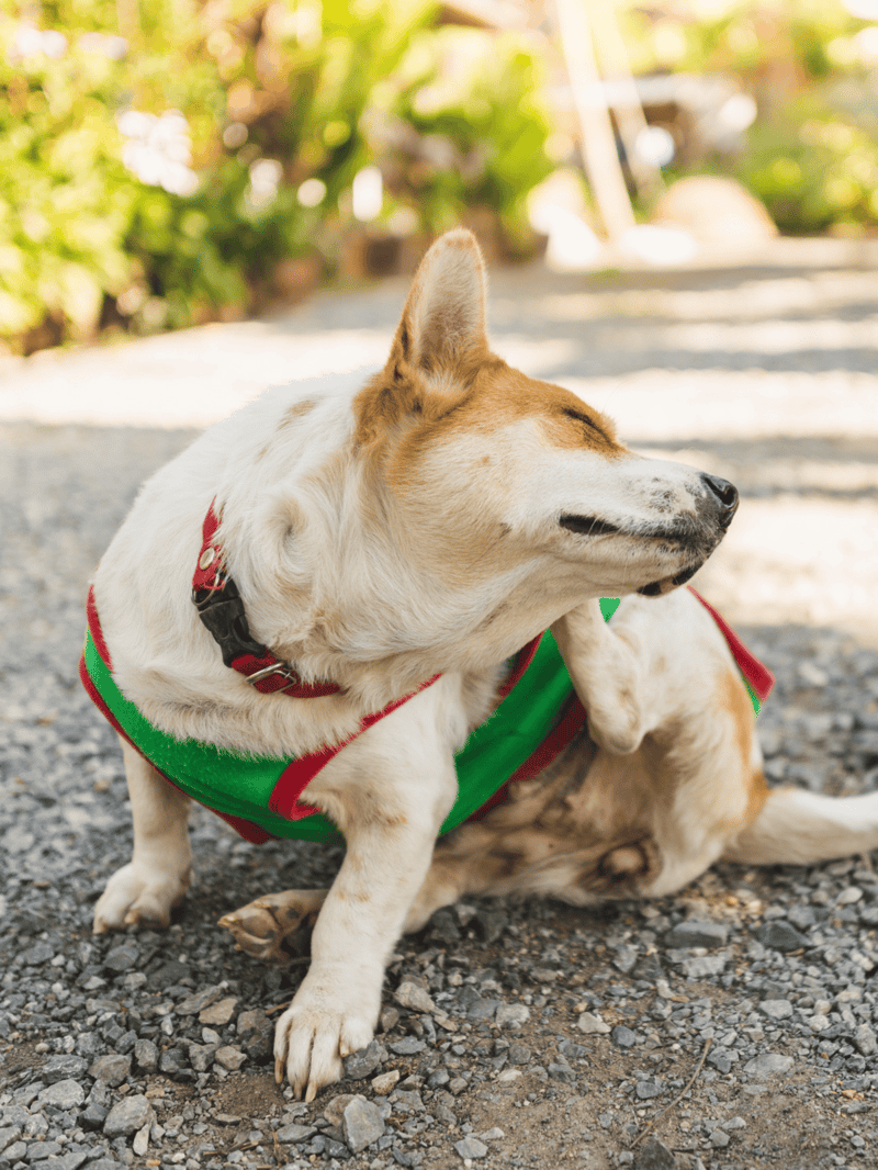 Dogdog enjoying a sunny day on the gravel with a colorful vest, showing contentment and comfort in outdoor settings.