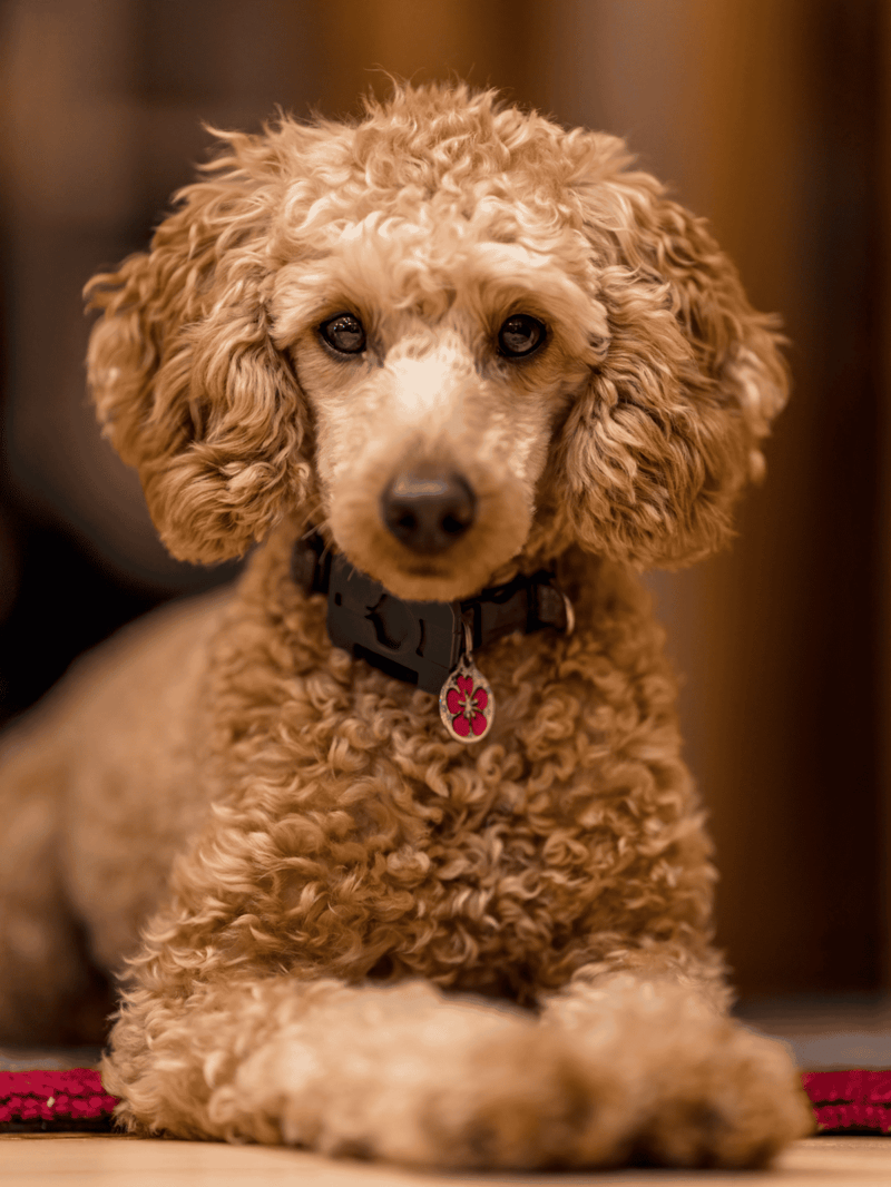 Cute poodle puppy, curly coat, resting inside, perfect for pet lovers and dog care.