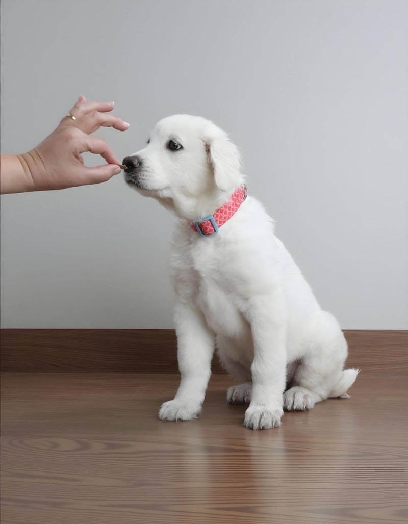 Dog puppy sitting for training or treat time.