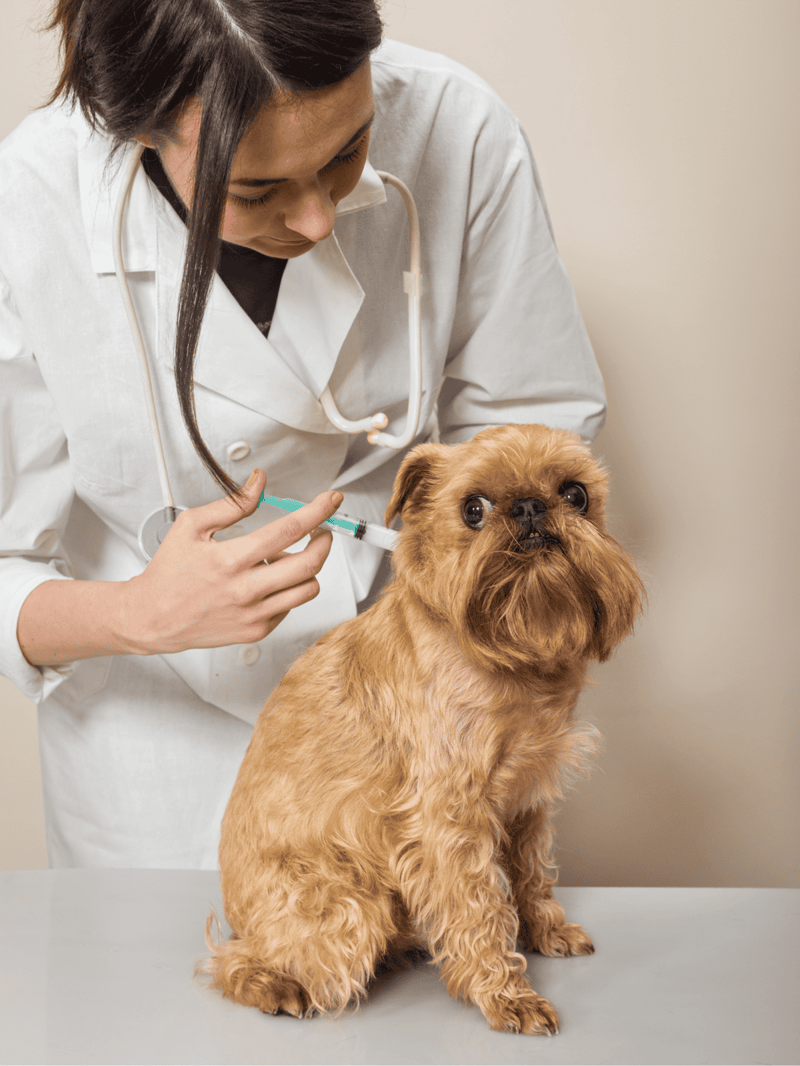 Vet giving vaccination to adorable small breed dog at veterinary office.