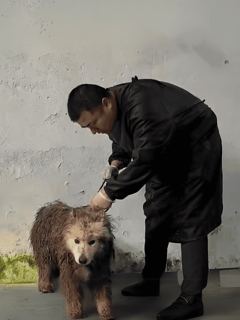 Dog grooming, pet care, dog brushing, grooming service.