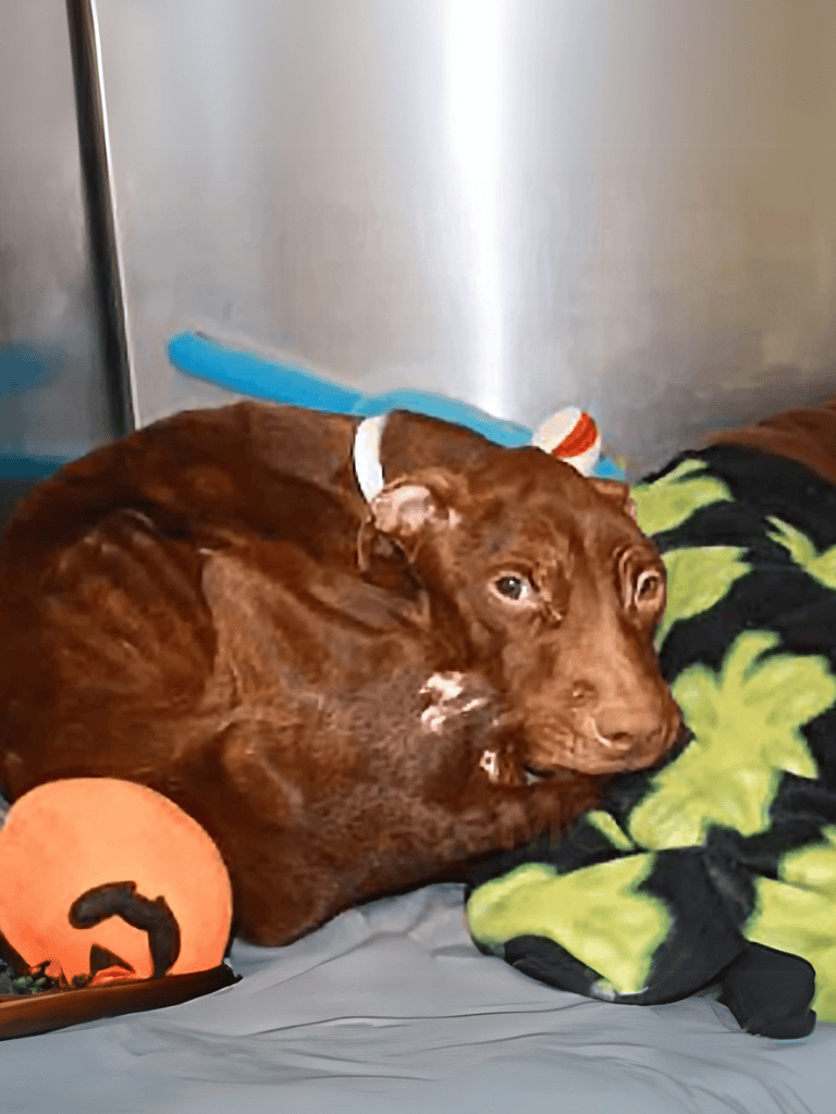 Sweet brown dog resting comfortably.