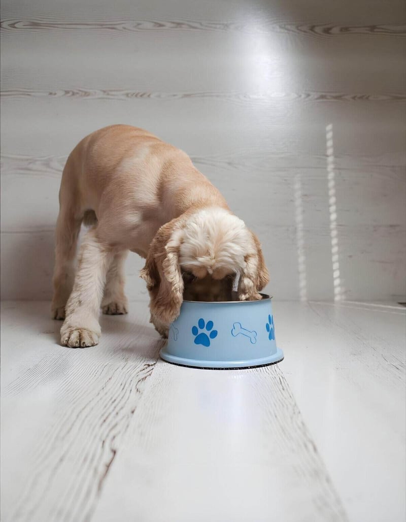 Adorable puppy enjoying meal from a stylish dog bowl in a cozy home setting.