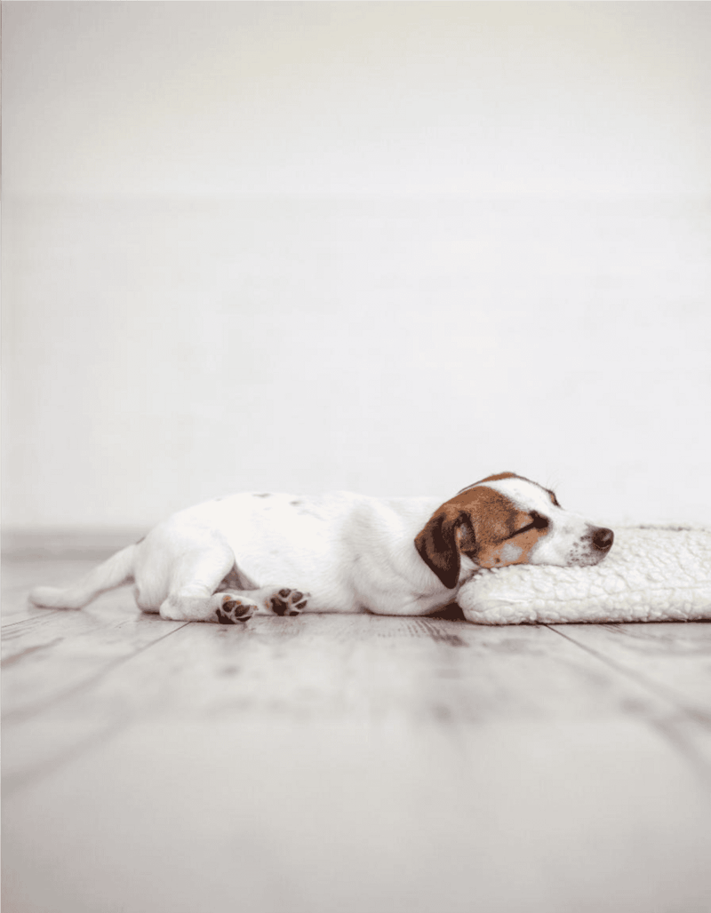 Adorable puppy sleeping peacefully on soft pillow.