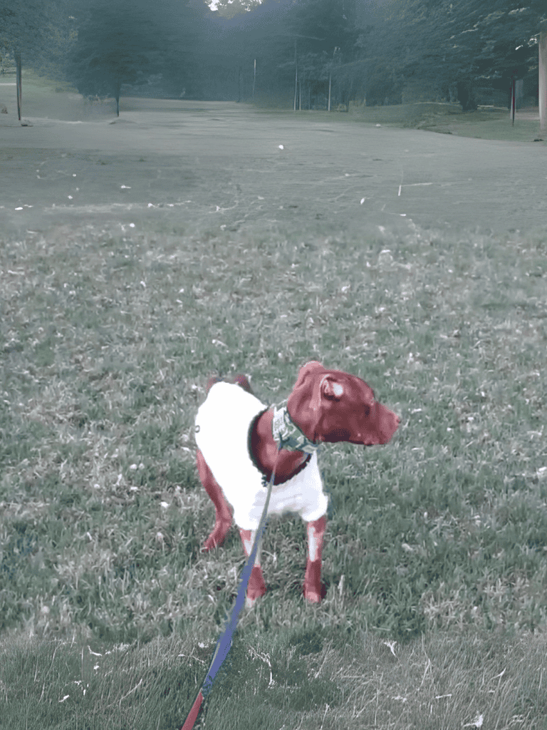 Dog on a walk in the park during twilight with a leash.