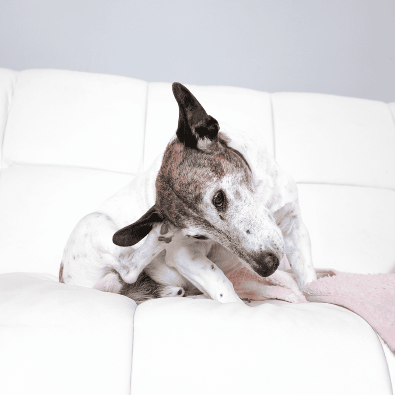 Adorable greyhound relaxing on a white sofa, showcasing pet comfort and stylish home decor.