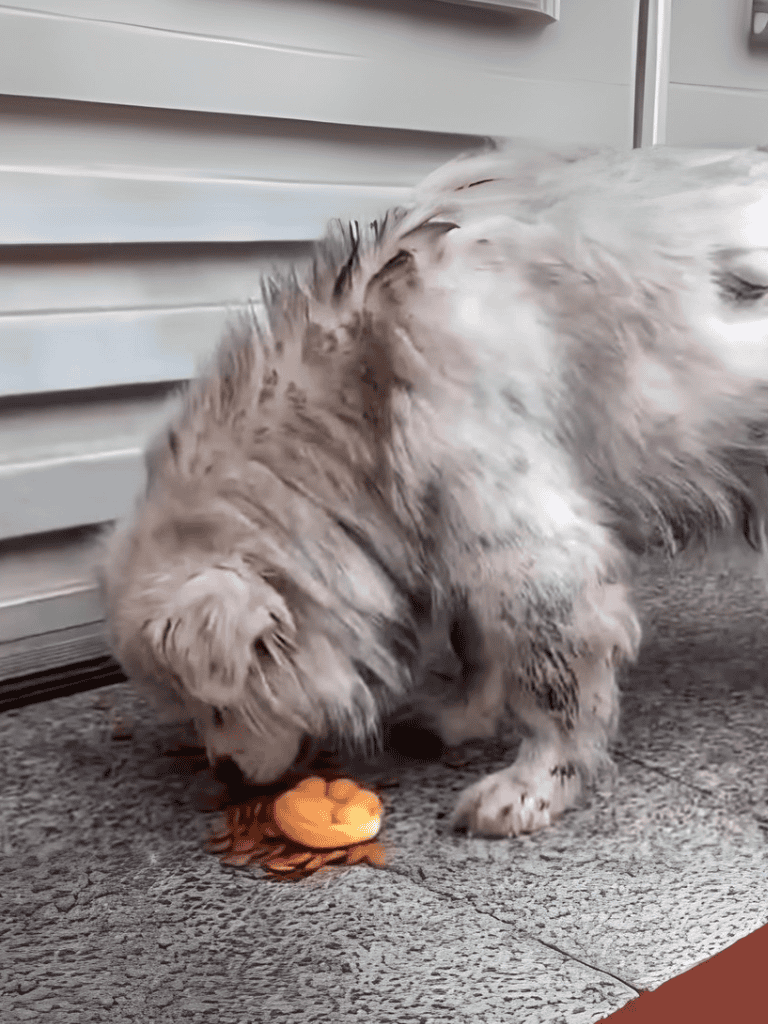 Dog playing with orange toy near vent in modern home.