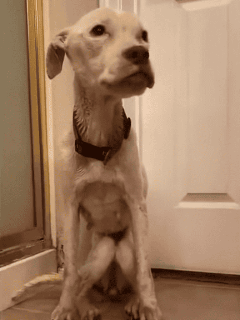 Adorable puppy with expressive face sitting indoors, looking curiously at the camera, perfect for dog lovers.