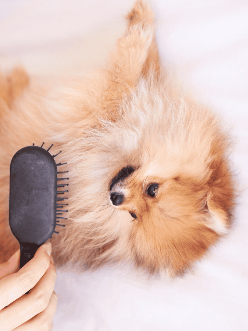 Close-up of fluffy Pomeranian dog being brushed with a grooming brush.