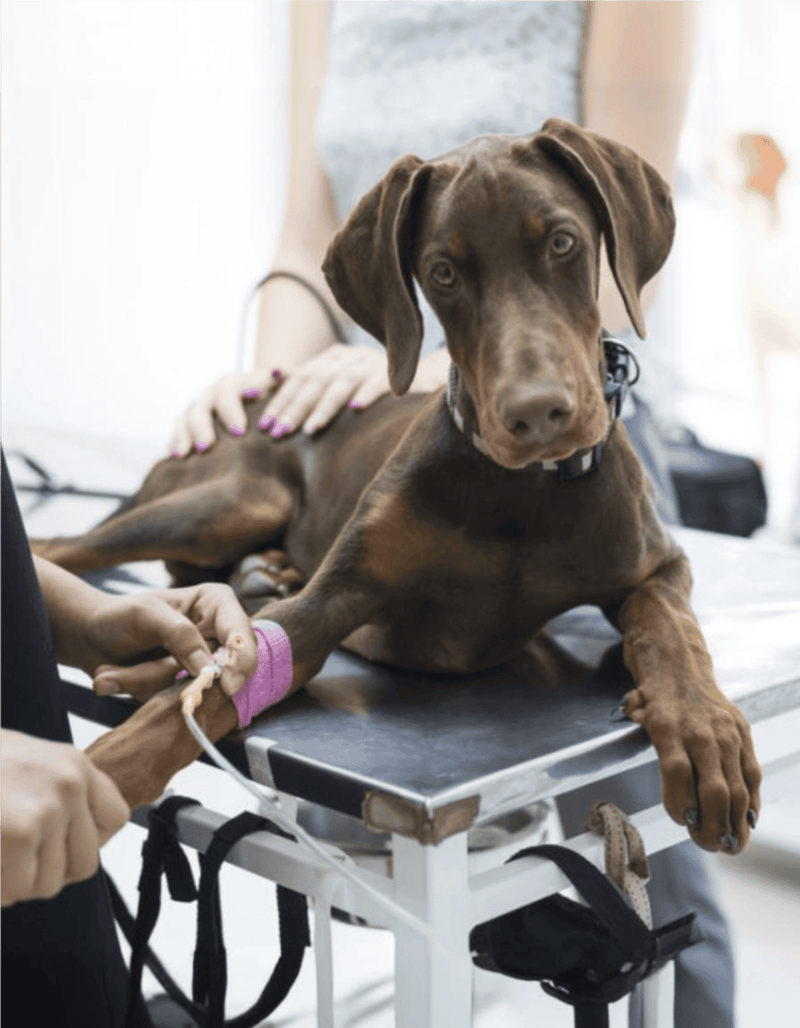 Dog receiving veterinary care on examination table.