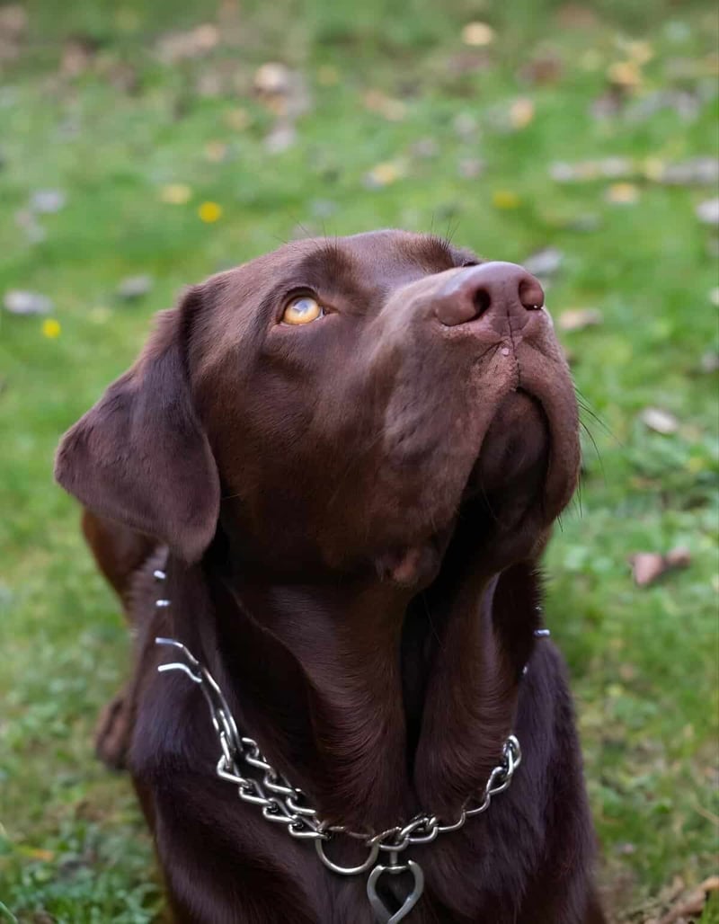 Well-behaved dog with shiny coat kneeling outdoors, wearing a chain collar.