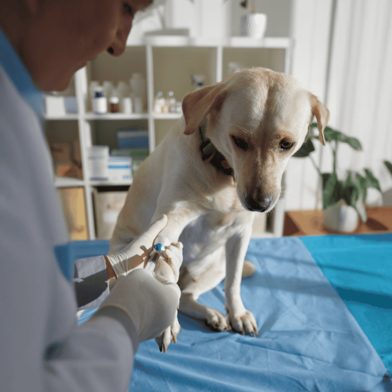 Dog vaccination, pet health care, veterinary services, dog medical treatment.