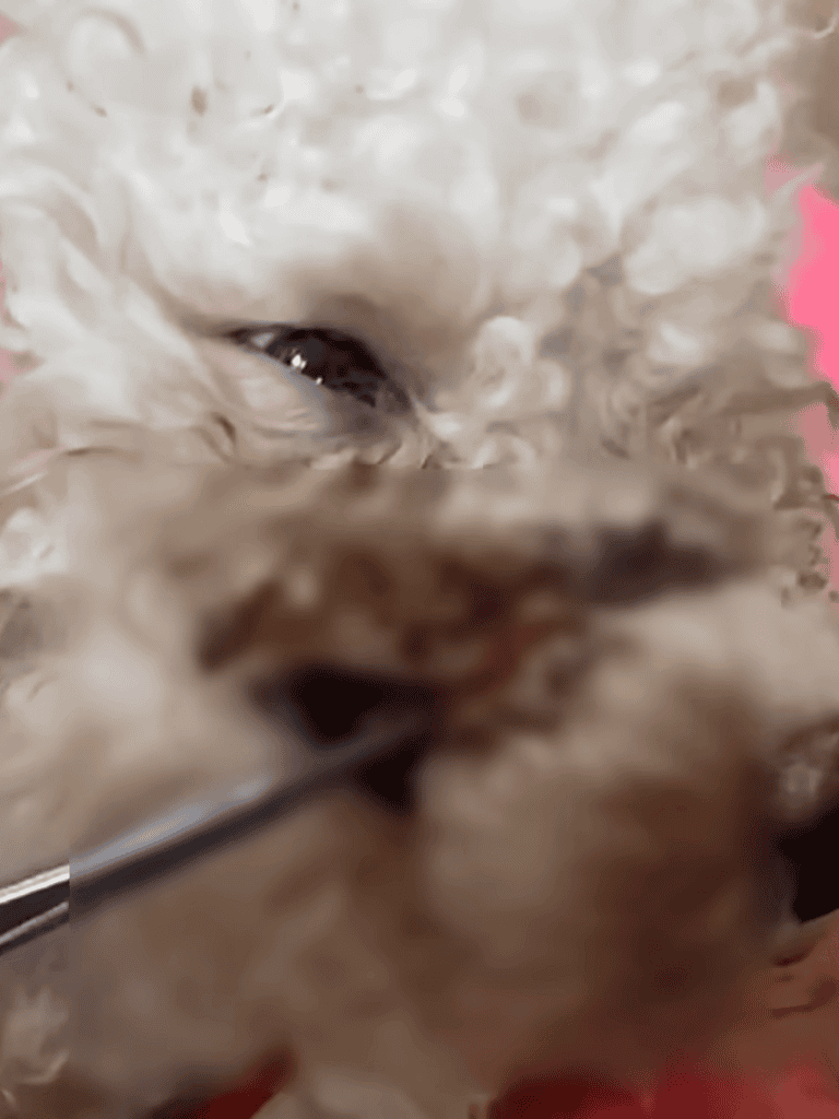 Adorable puppy with curly white fur, resting on pink background.