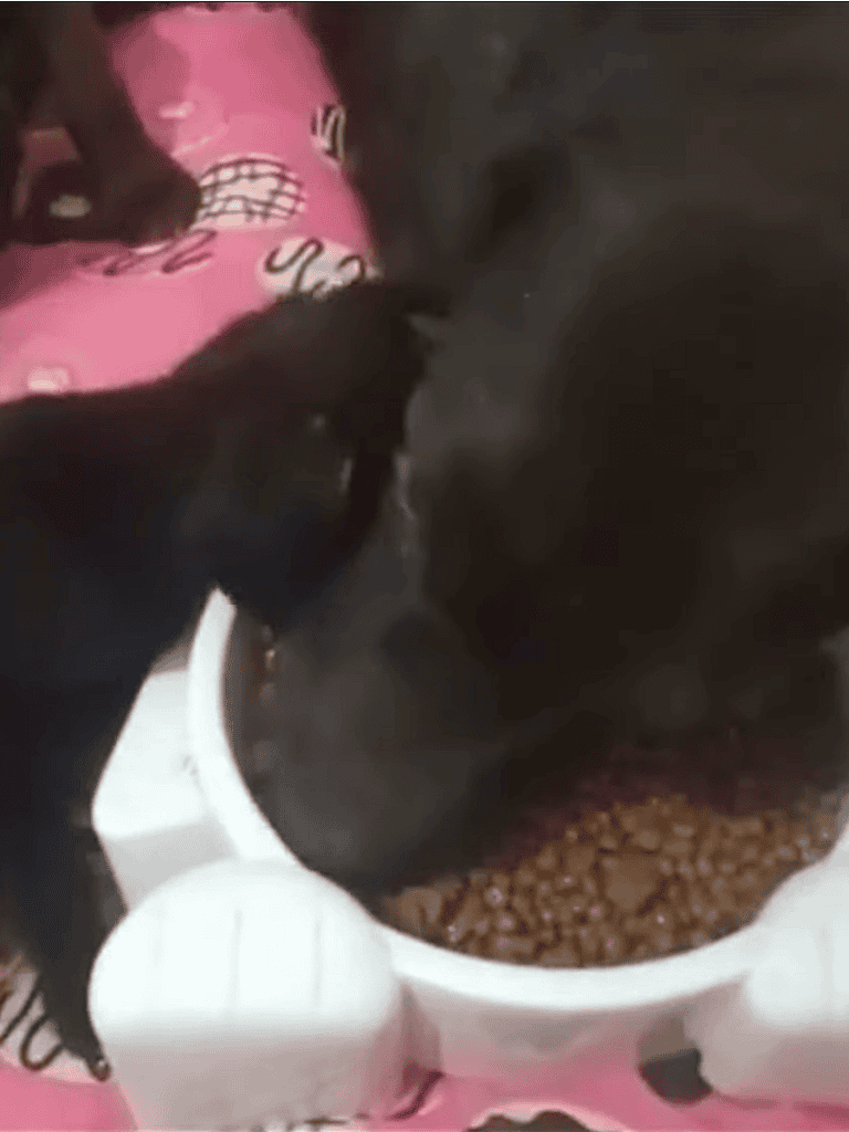 Adorable puppy and adult dog sharing a meal, highlighting dog bonding moments and nutrition.