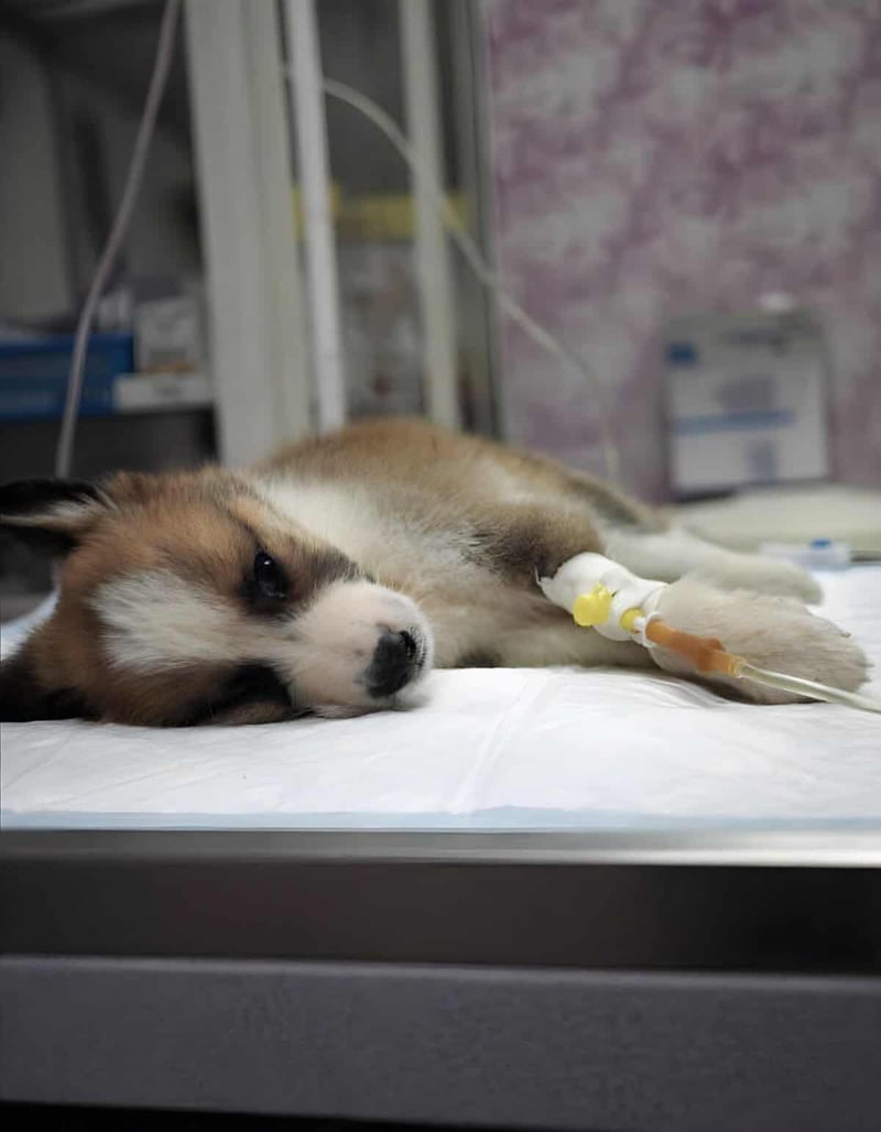 Puppy lying on veterinary exam table with IV fluid, receiving medical treatment for health recovery.