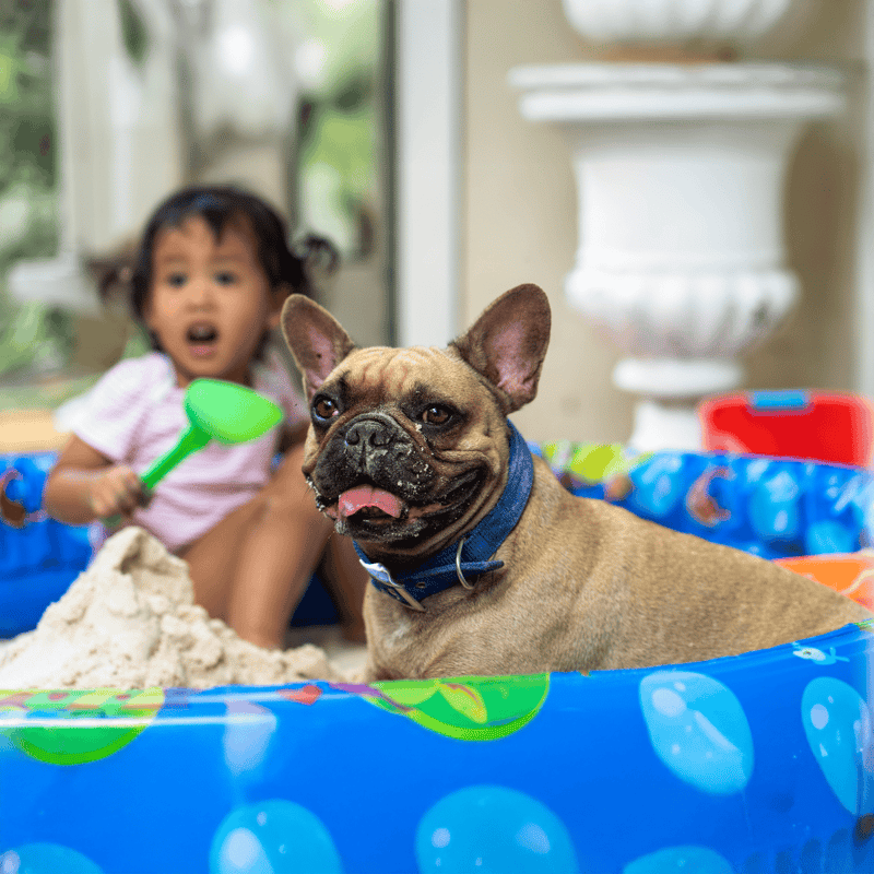 Adorable French Bulldog enjoying summer fun with kids and water play.
