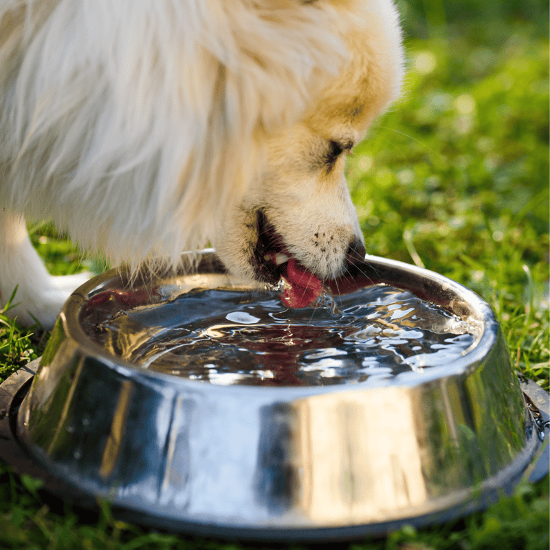 Dog drinking clean water from bowl.