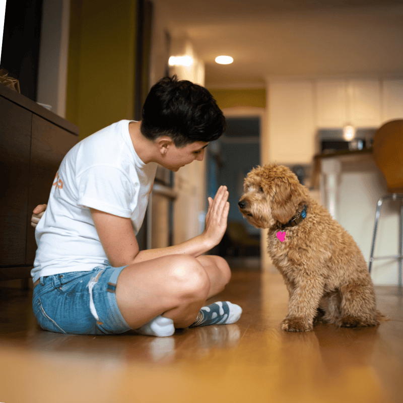 Happy boy giving high five to cute puppy.