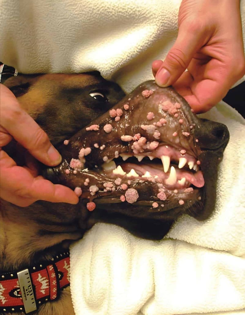 Close-up of a dog having its mouth examined by a vet, highlighting dental health and care for dogs.