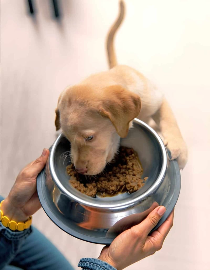 Alt text: Adorable Labrador puppy eating wet dog food from a stainless steel bowl.