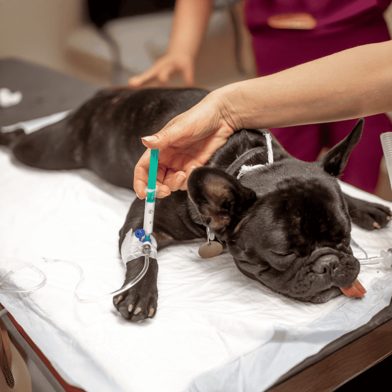 Veterinary care for dogs, pet health and wellness services.