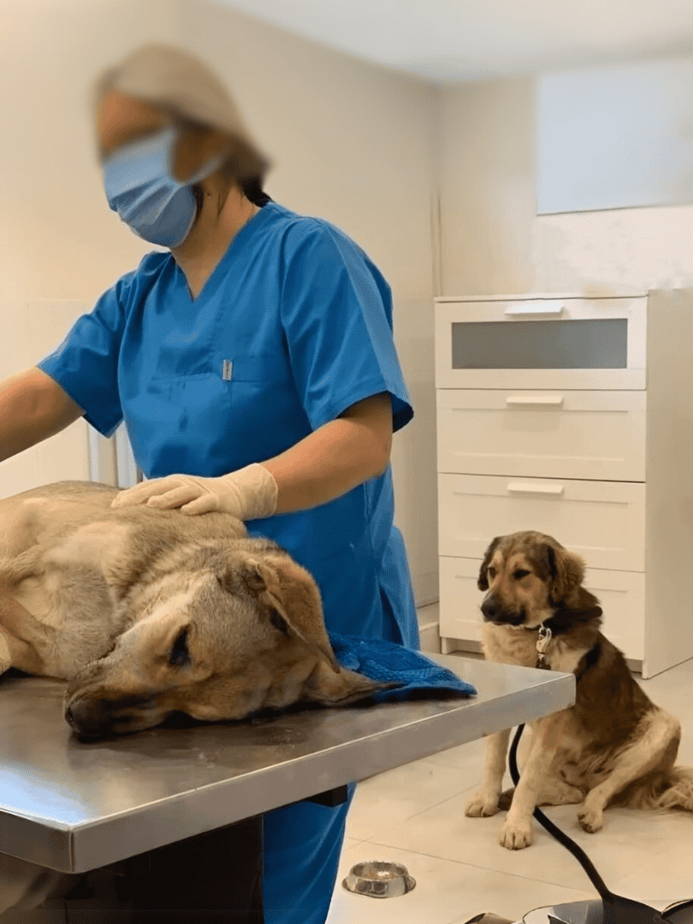 A veterinarian in blue scrubs and mask attending to a large dog at the clinic.
