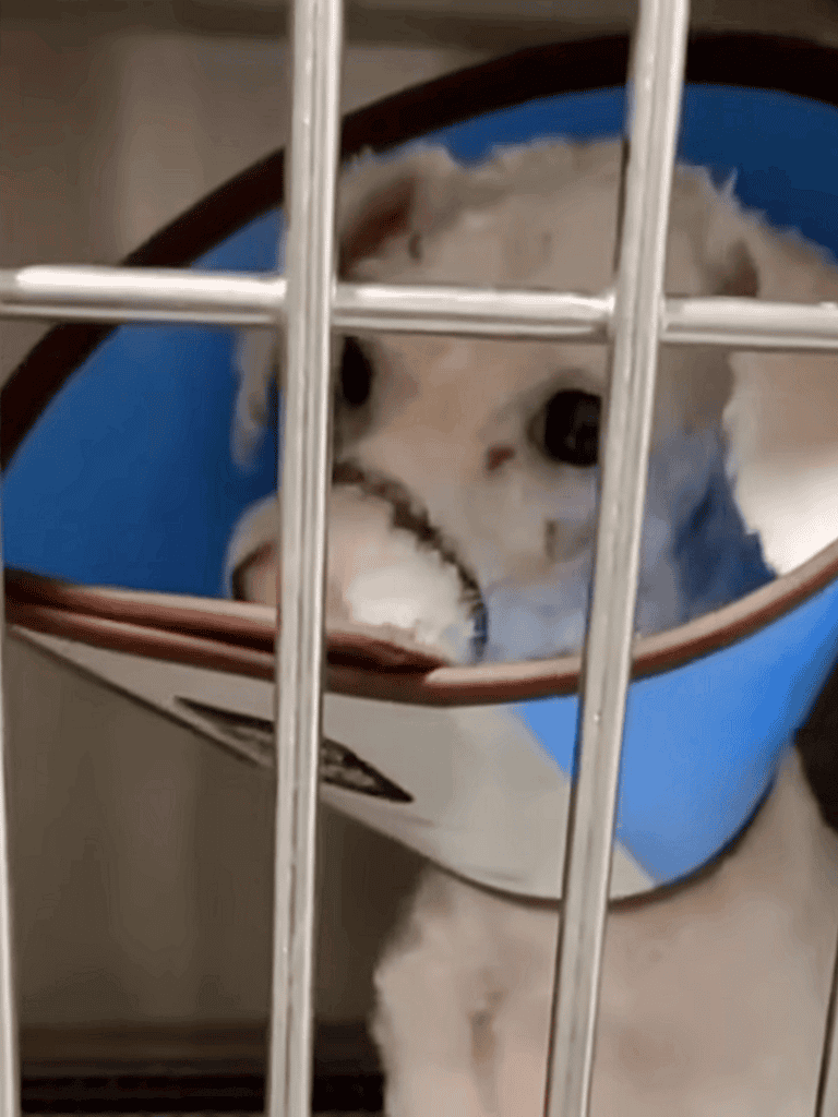 Dog behind cage bars in a blue pet bed, looking out with a gentle expression.