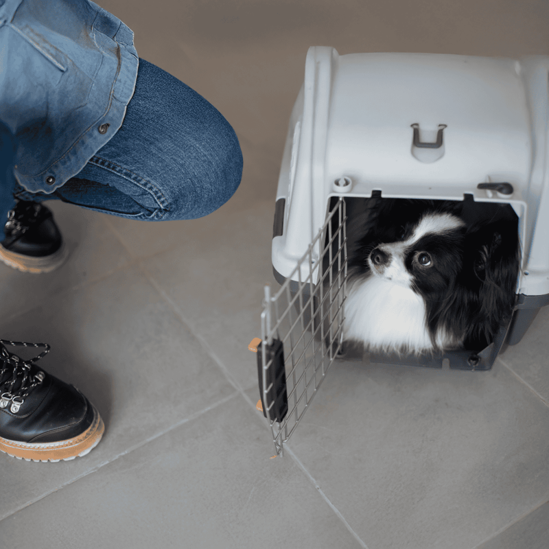 Dog carrier ideal for travel, vet visits, and pet safety. Compact, secure, and comfortable for pets.