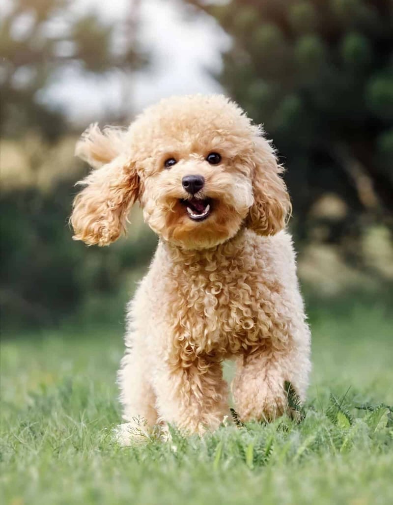 Adorable poodle puppy with curly fur running on grass, joyful outdoor activity, perfect for dog lovers.