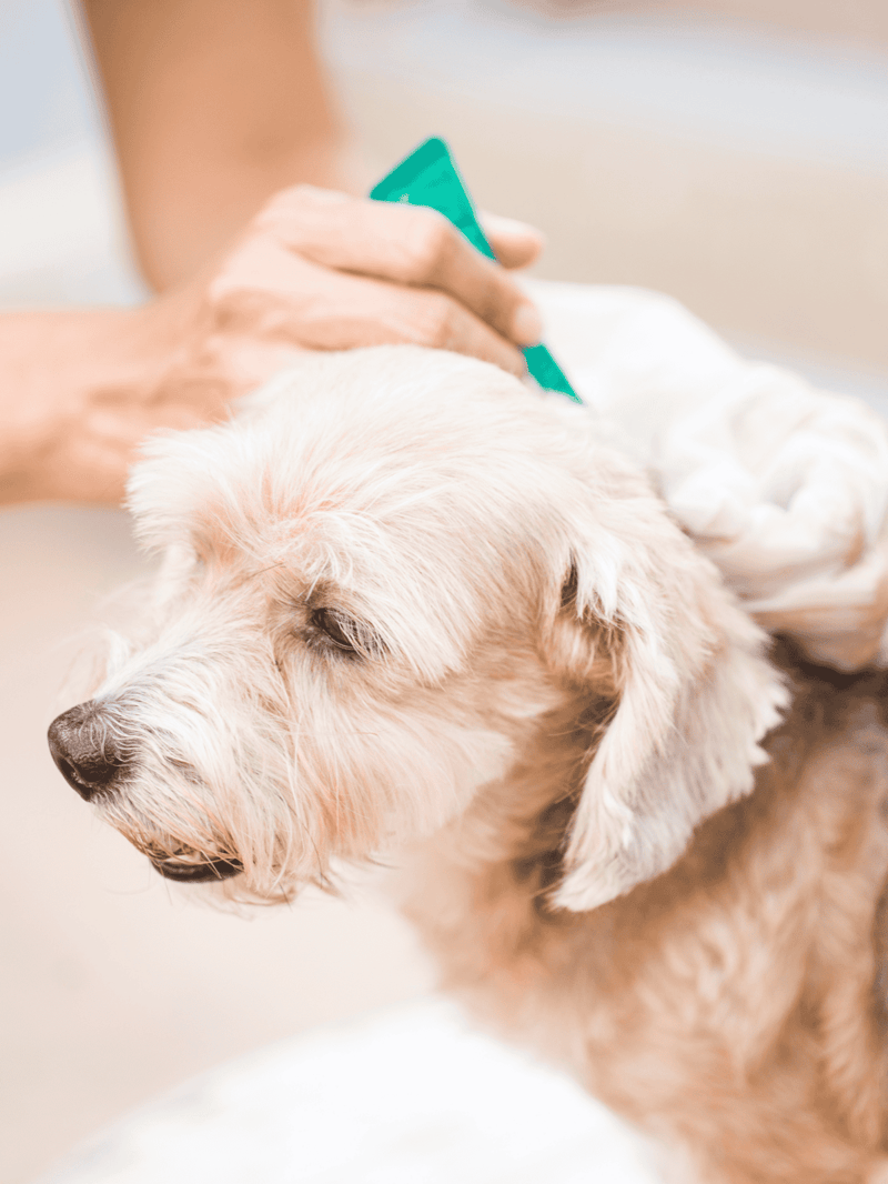 Dog receiving vaccination or health checkup.