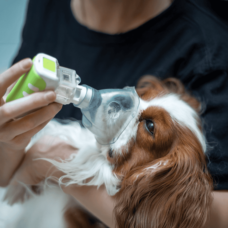 Image of a veterinarian administering oxygen to a Cavalier King Charles Spaniel using a pet oxygen mask.