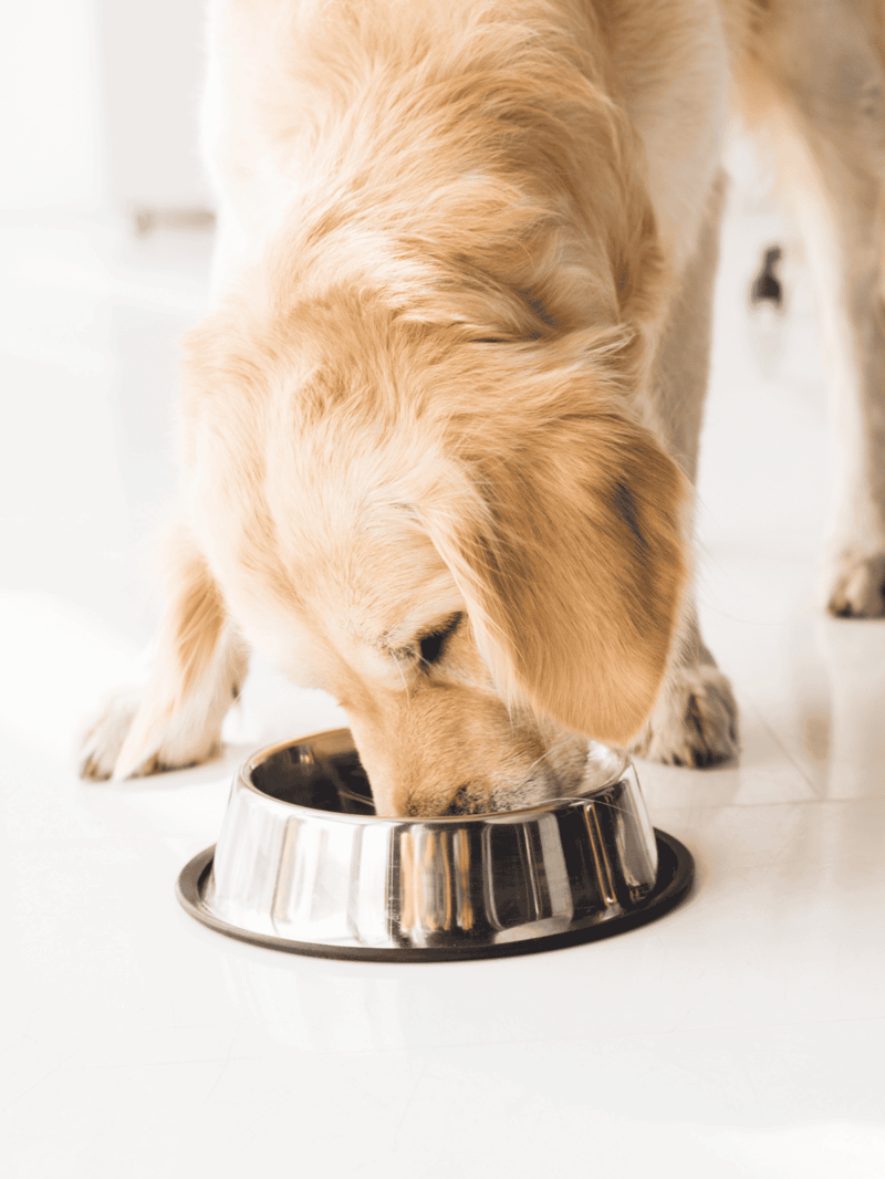 Adorable golden retriever enjoying a meal in a clean, modern space.