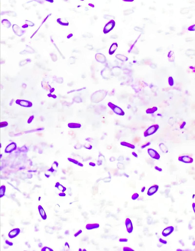 Pet health microorganisms, bacteria, microscopy, pet care diagnostics.