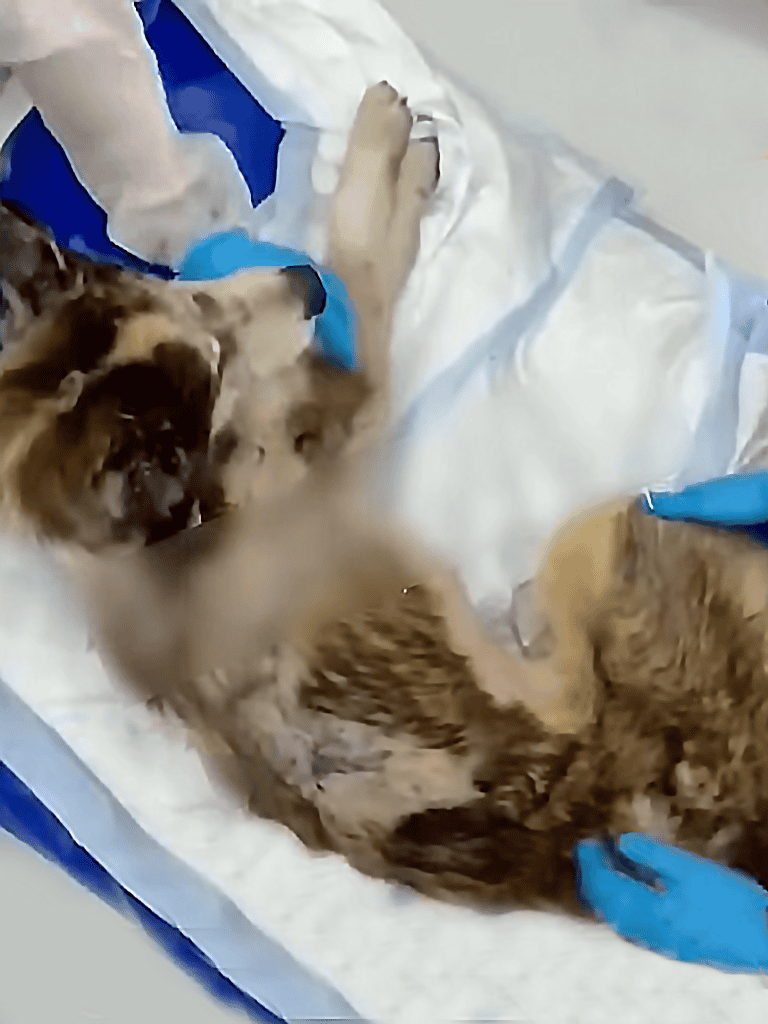 Puppy being born, veterinary birthing process.