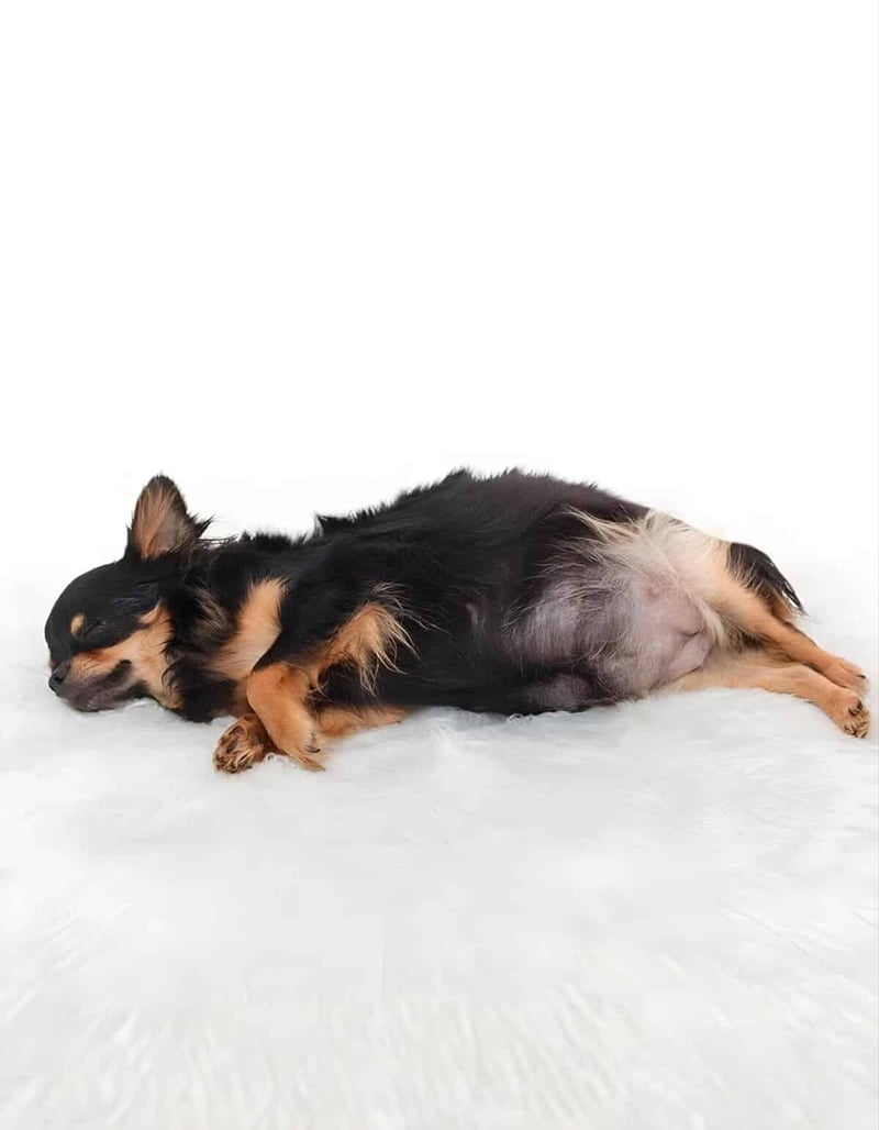 Dog lying down, resting peacefully on a clean white background highlighting comfort and relaxation.