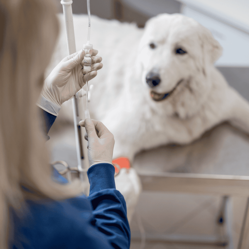 Young white dog receiving medical care with IV drip from veterinarian in clinic.