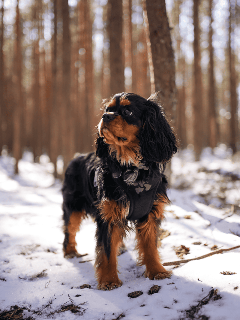 Adorable Cavalier King Charles standing in a snow-covered forest environment, showcasing cozy dog apparel and winter adventures.