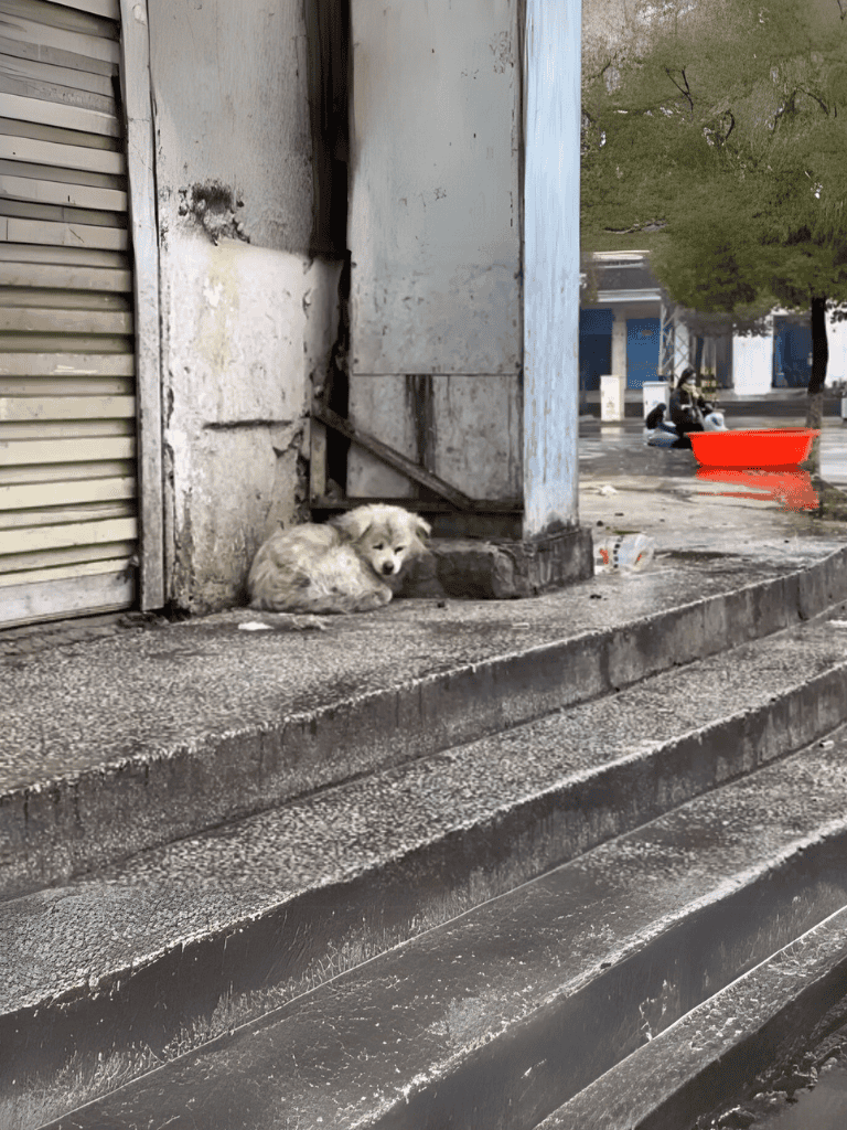 Dog sleeping on urban sidewalk, looking for care.